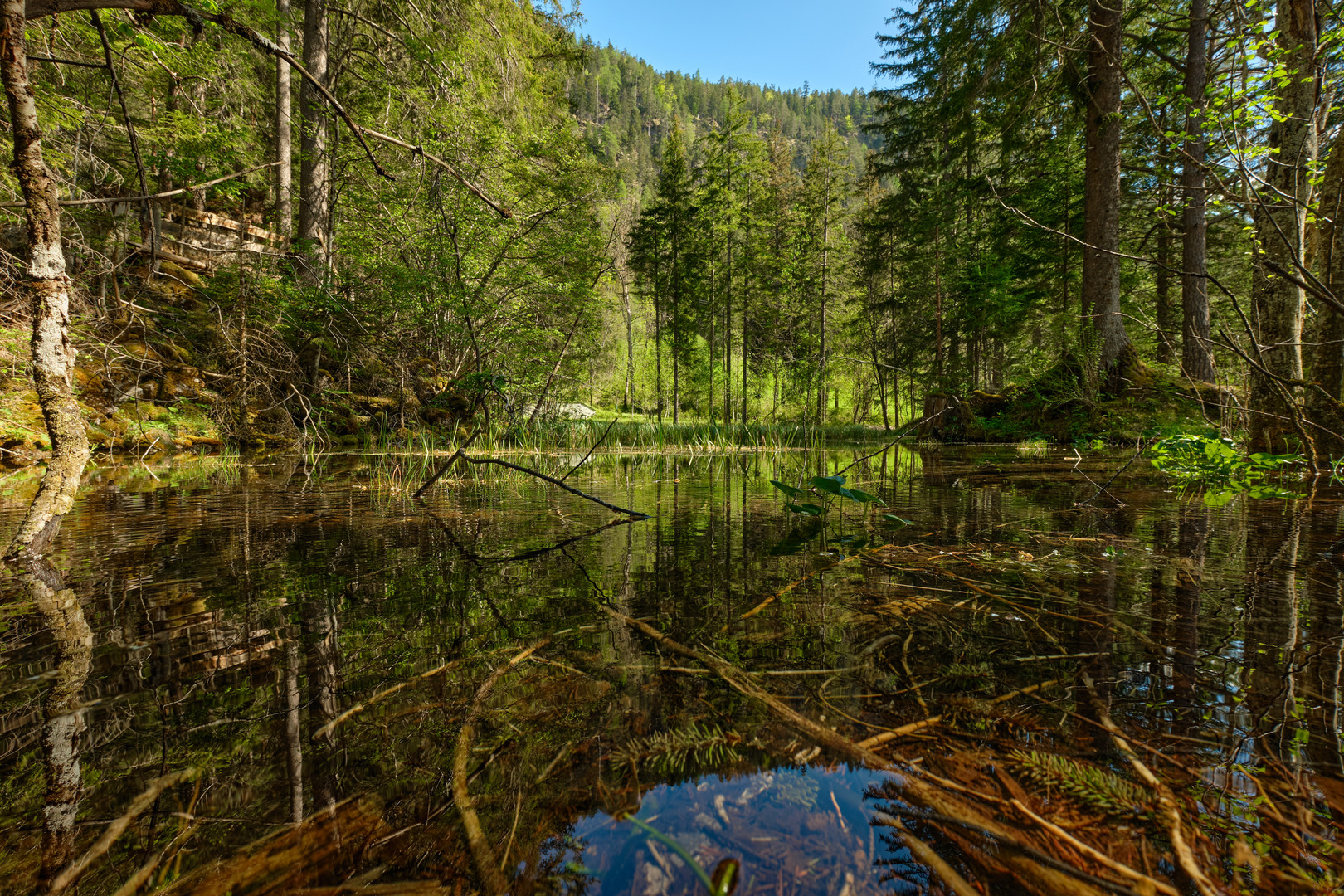 Fernsteinsee_Sumpf