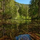 Fernsteinsee_Sumpf