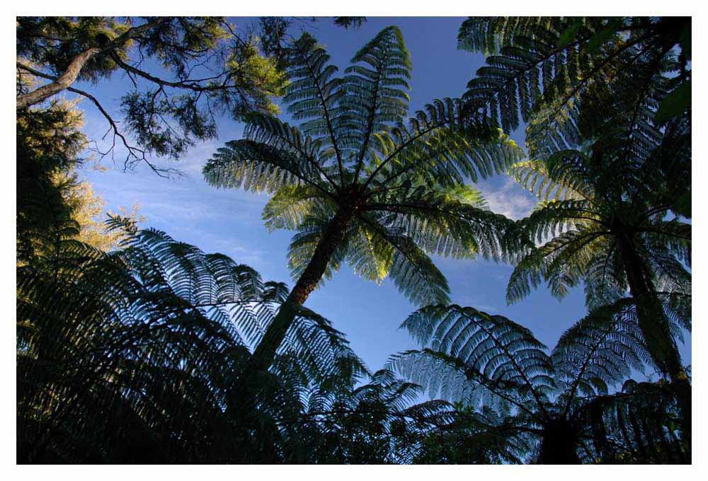 Ferntrees - Marlborough Sounds Neuseeland