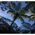 Ferntrees - Marlborough Sounds Neuseeland