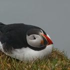 Fernweh: Island - Látrabjarg - "Blickkontakt"