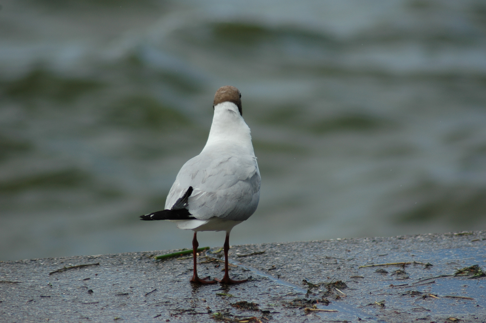 Fernweh (Lachmöwe am Ammersee)