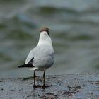 Fernweh (Lachmöwe am Ammersee)