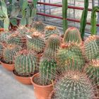 Ferocactus