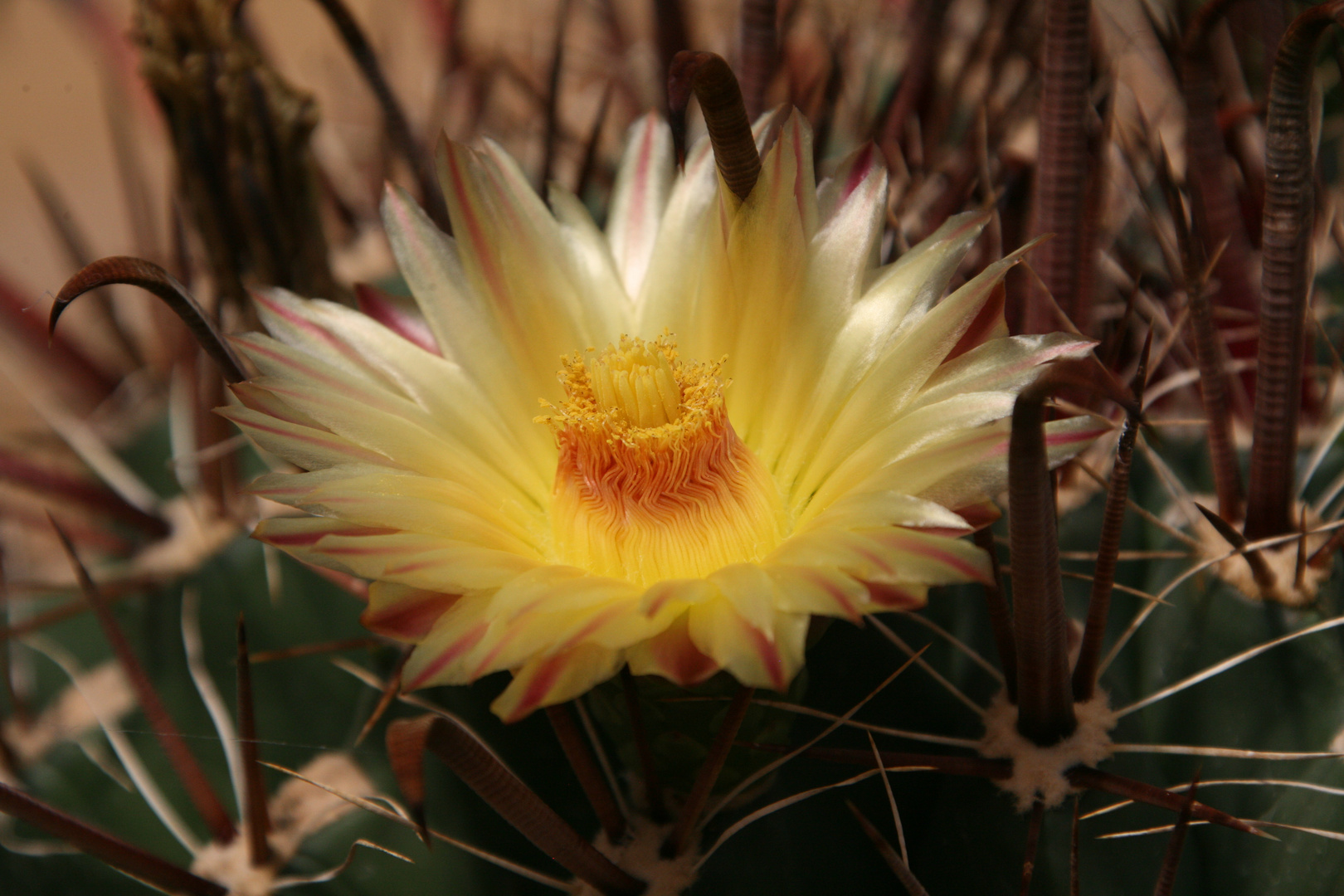 Ferocactus