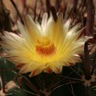 Ferocactus