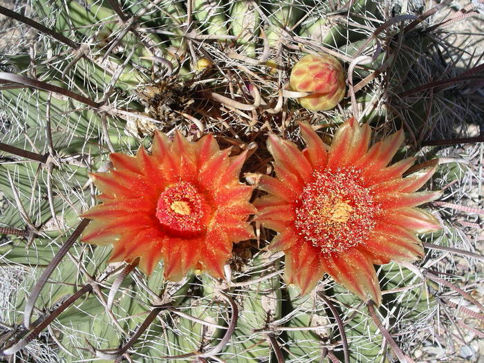 Ferocactus