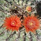 Ferocactus