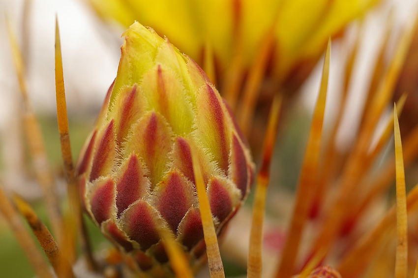 Ferocactus