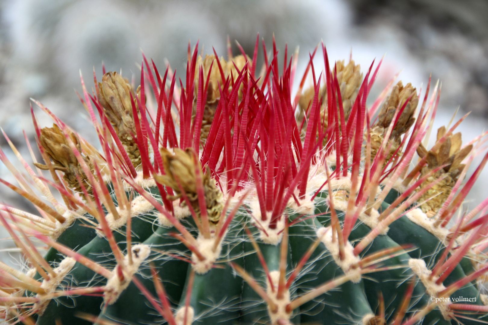 Ferocactus