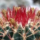 Ferocactus