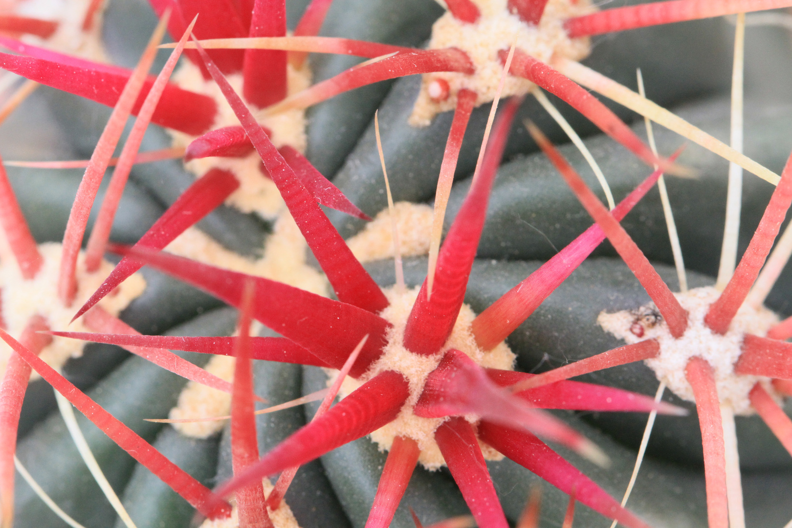 Ferocactus