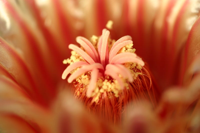 Ferocactus hererae