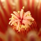 Ferocactus hererae