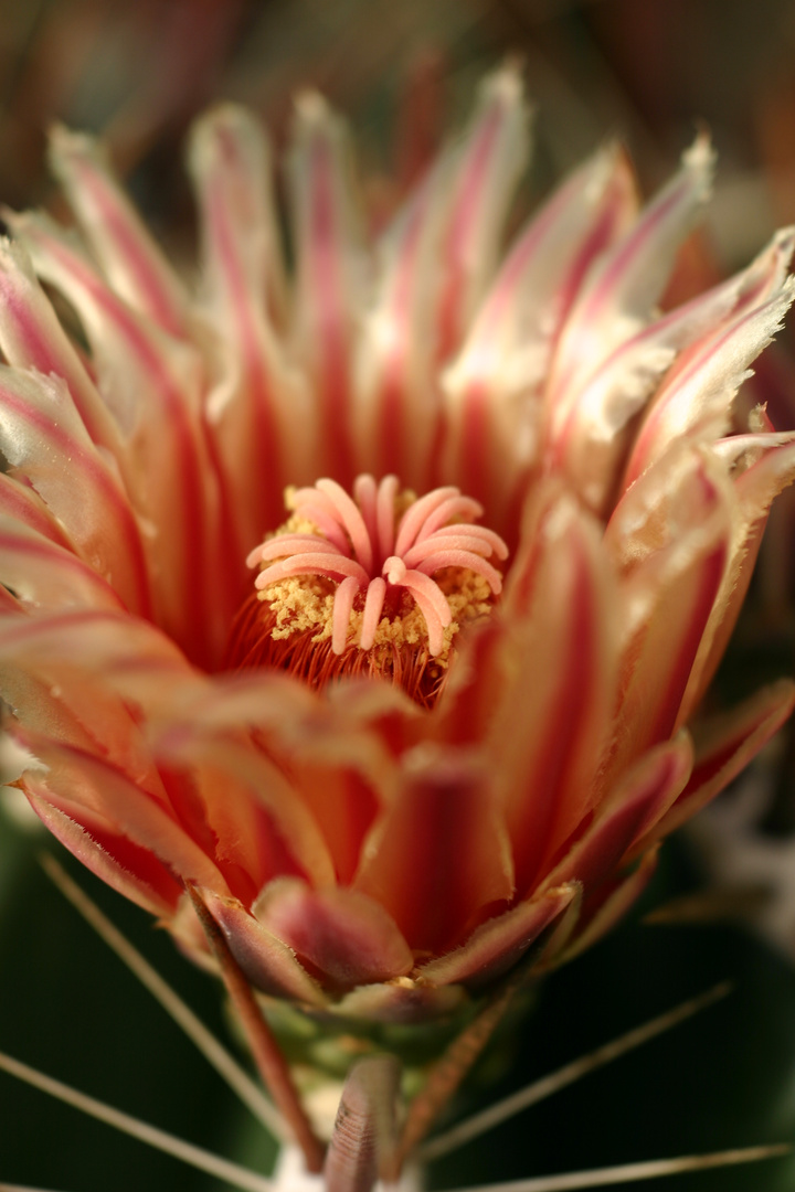 Ferocactus hererae