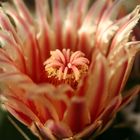 Ferocactus hererae