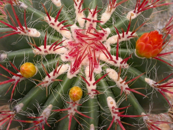 Ferocactus piliferus