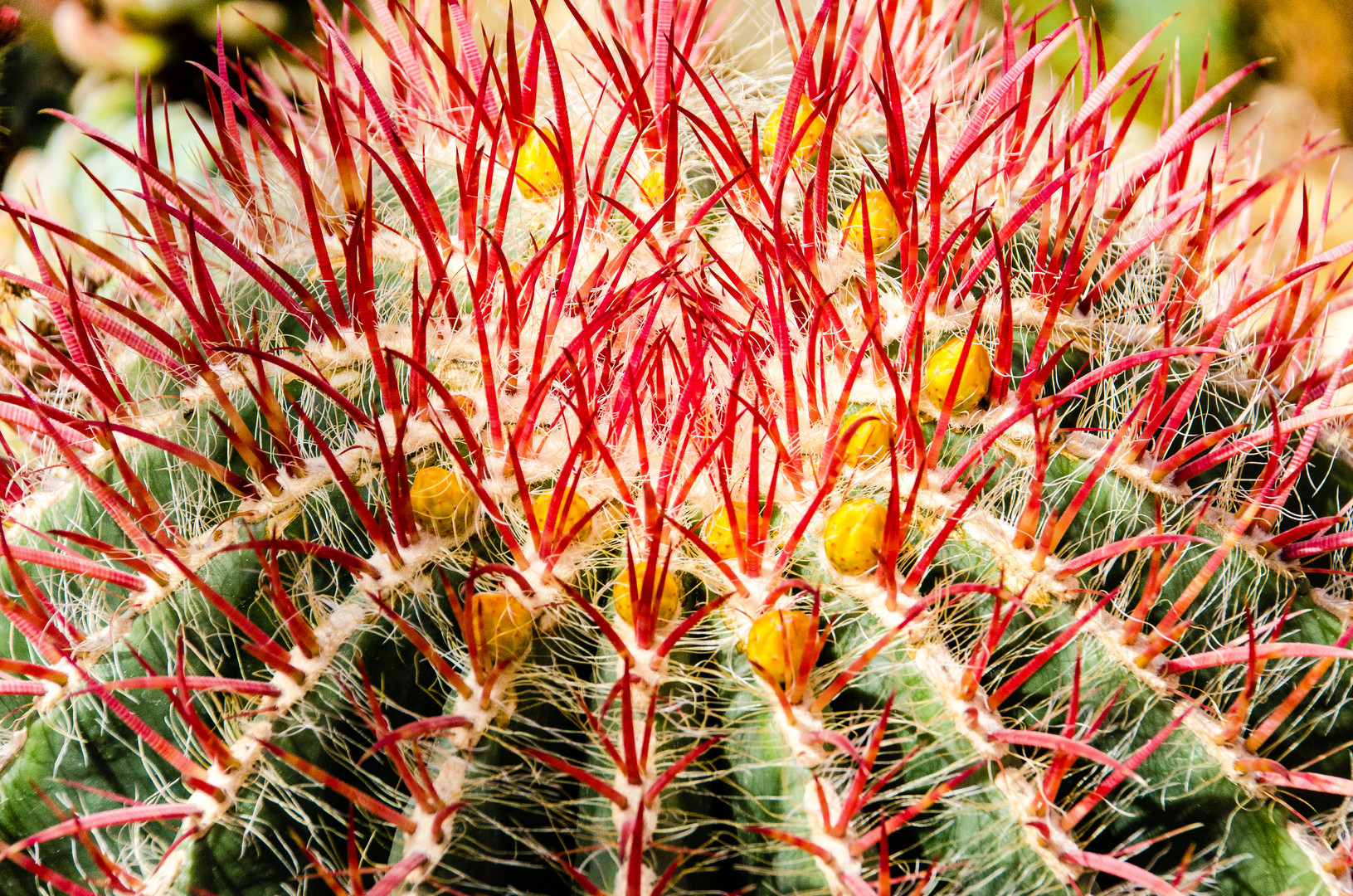 Ferocactus Pilosus