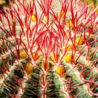 Ferocactus Pilosus