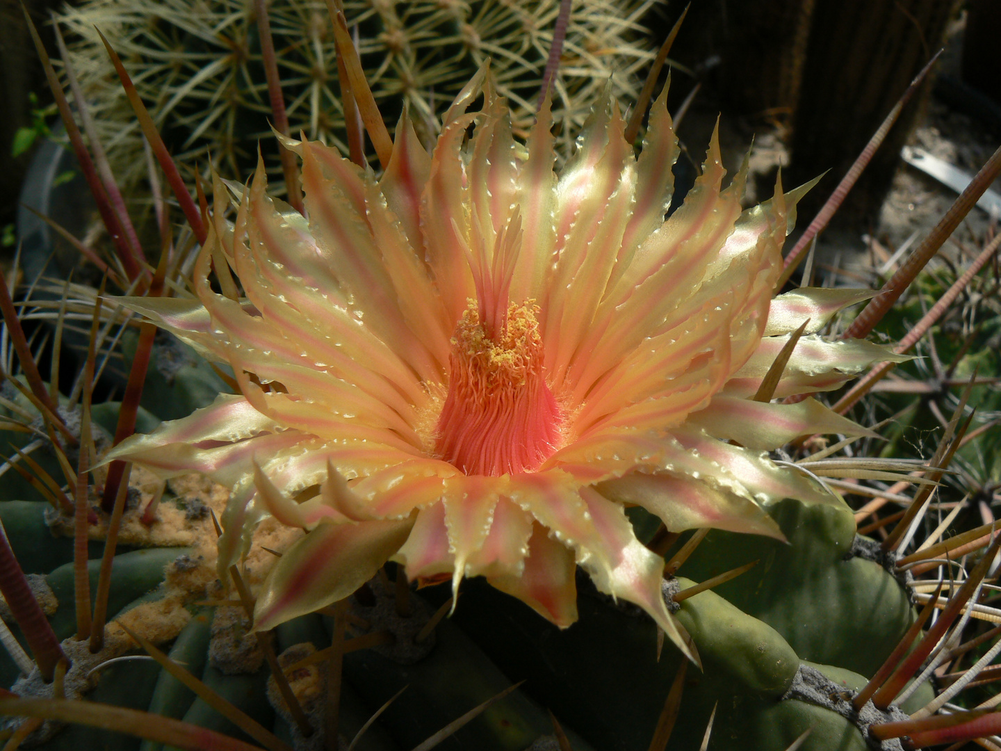 Ferocactus rectispinus