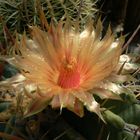 Ferocactus rectispinus