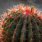 ferocactus species