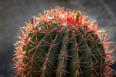 ferocactus species