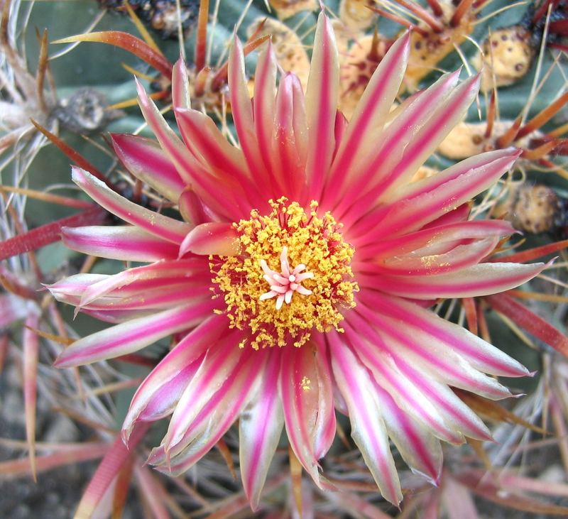 Ferocactus wislizenii