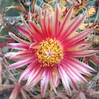 Ferocactus wislizenii