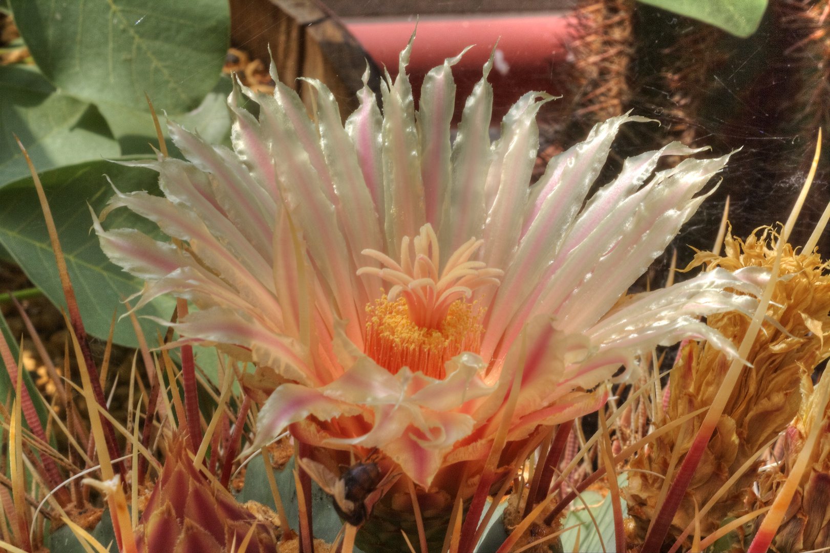 Ferocactus2