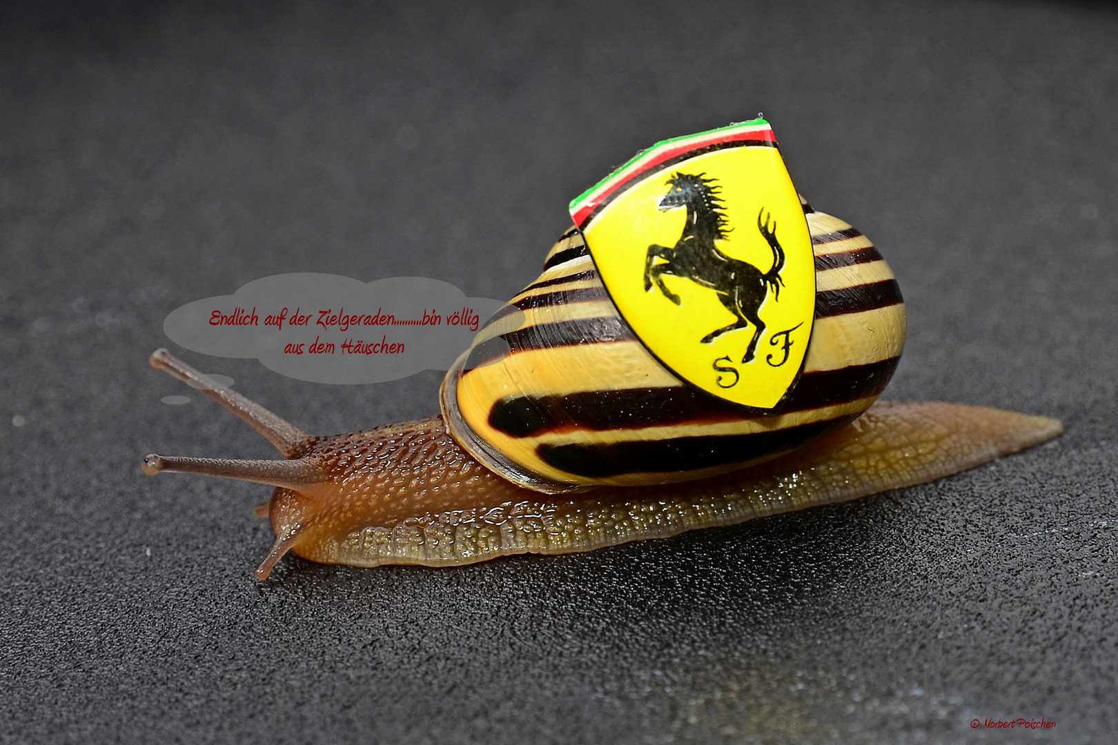 Ferrari Rennschnecke Fun