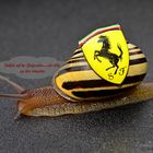 Ferrari Rennschnecke Fun