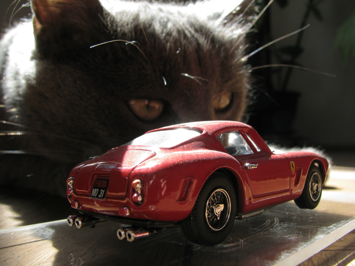 Ferrari und Katze