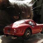 Ferrari und Katze