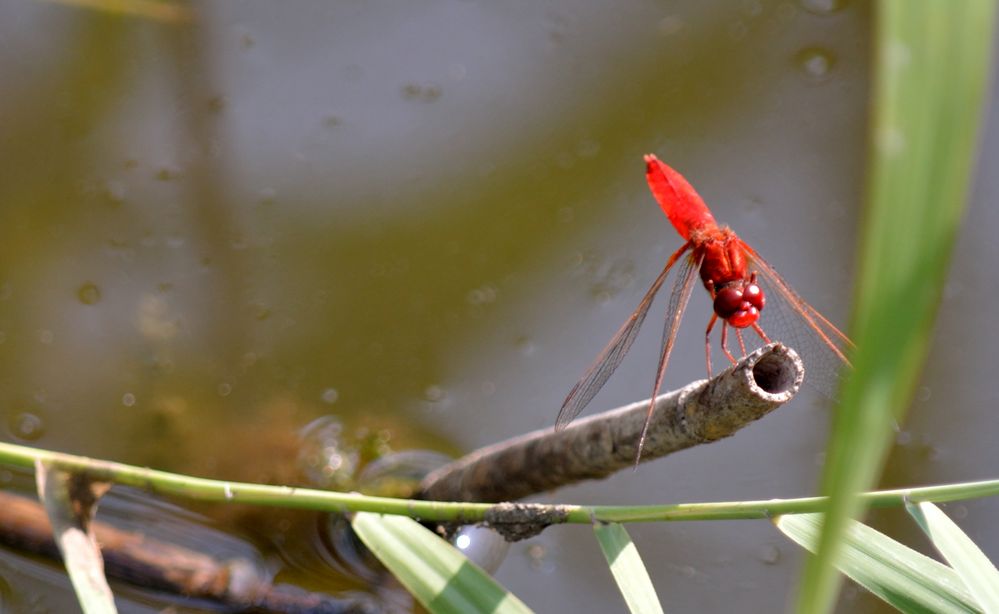 Ferraribellula