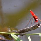 Ferraribellula