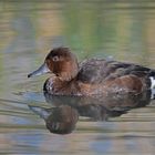 Ferruginous Duck, female