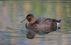 Ferruginous Duck, female