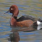 Ferruginous Duck, male