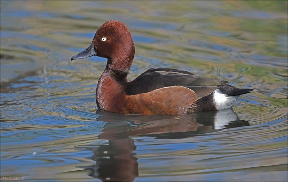 Ferruginous Duck, male