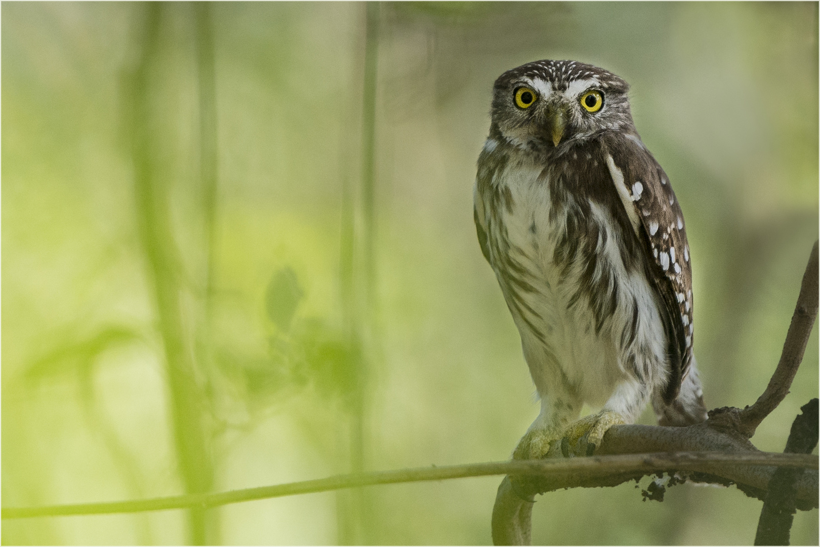 Ferruginous Pygmy-Owl