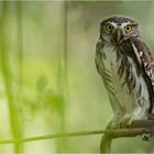 Ferruginous Pygmy-Owl