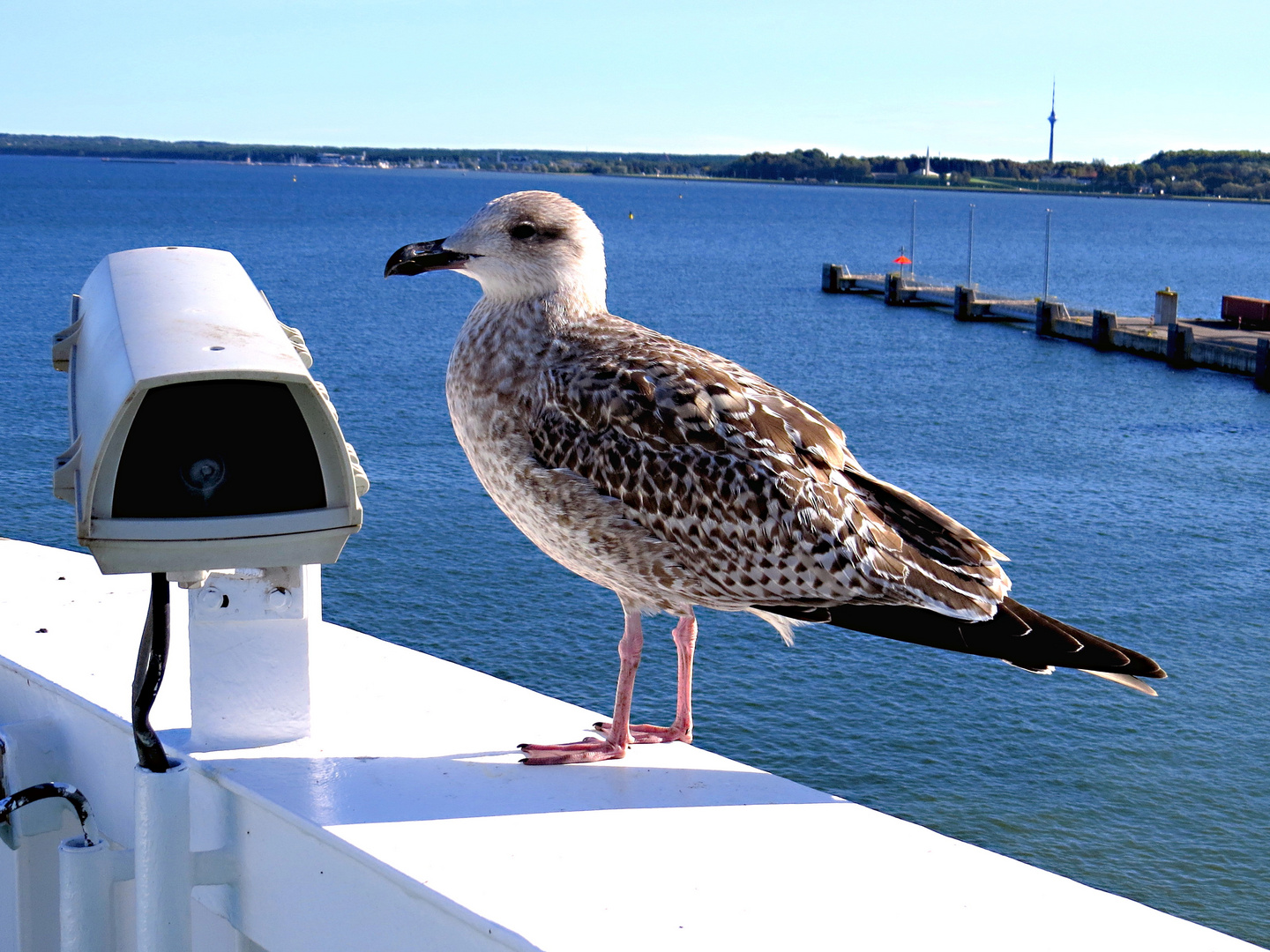 Ferry Tallinn - Helsinki