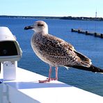 Ferry Tallinn - Helsinki