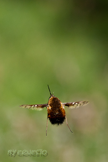 fersengeld eines wolschwebers