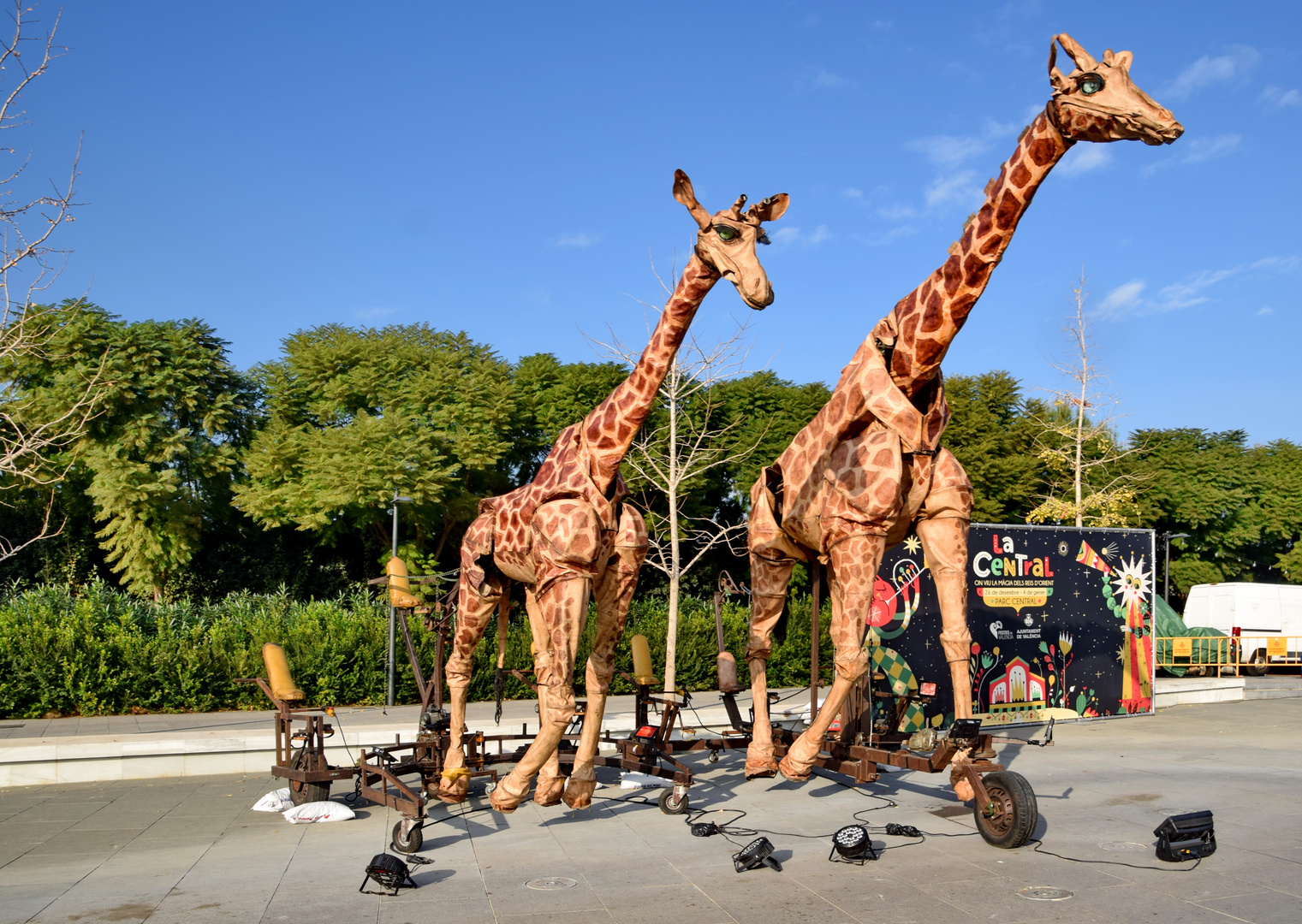 Fertig für die Parade: Giraffen