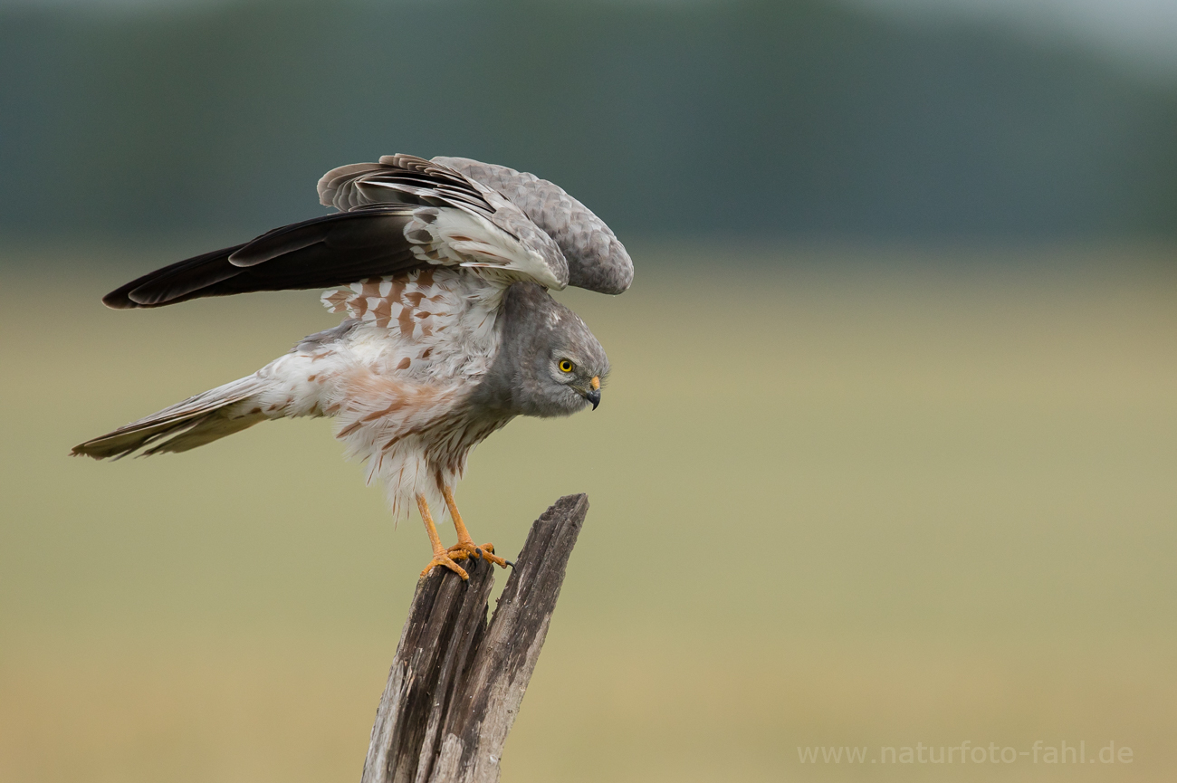 Fertig machen zum Abflug