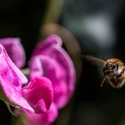 Fertig machen zur Landung