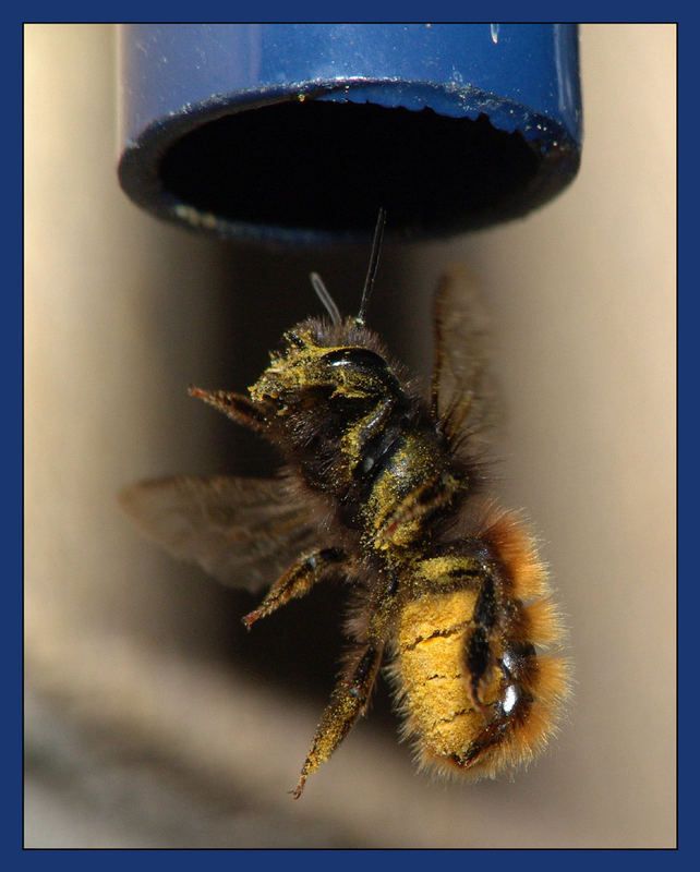 Fertig zum Hochbeamen (oder Hochbienen ?)