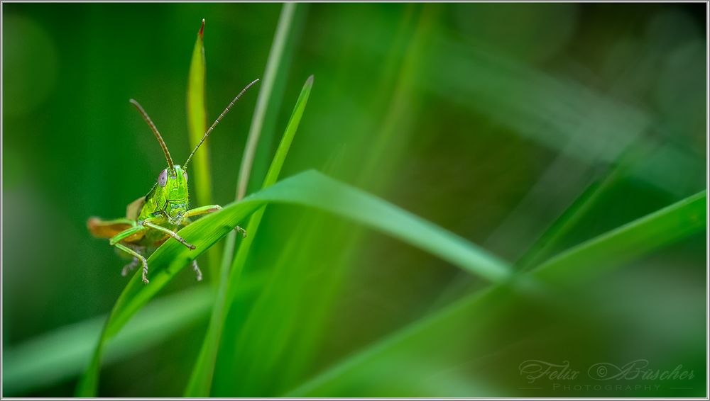 Fertig zum Sprung...